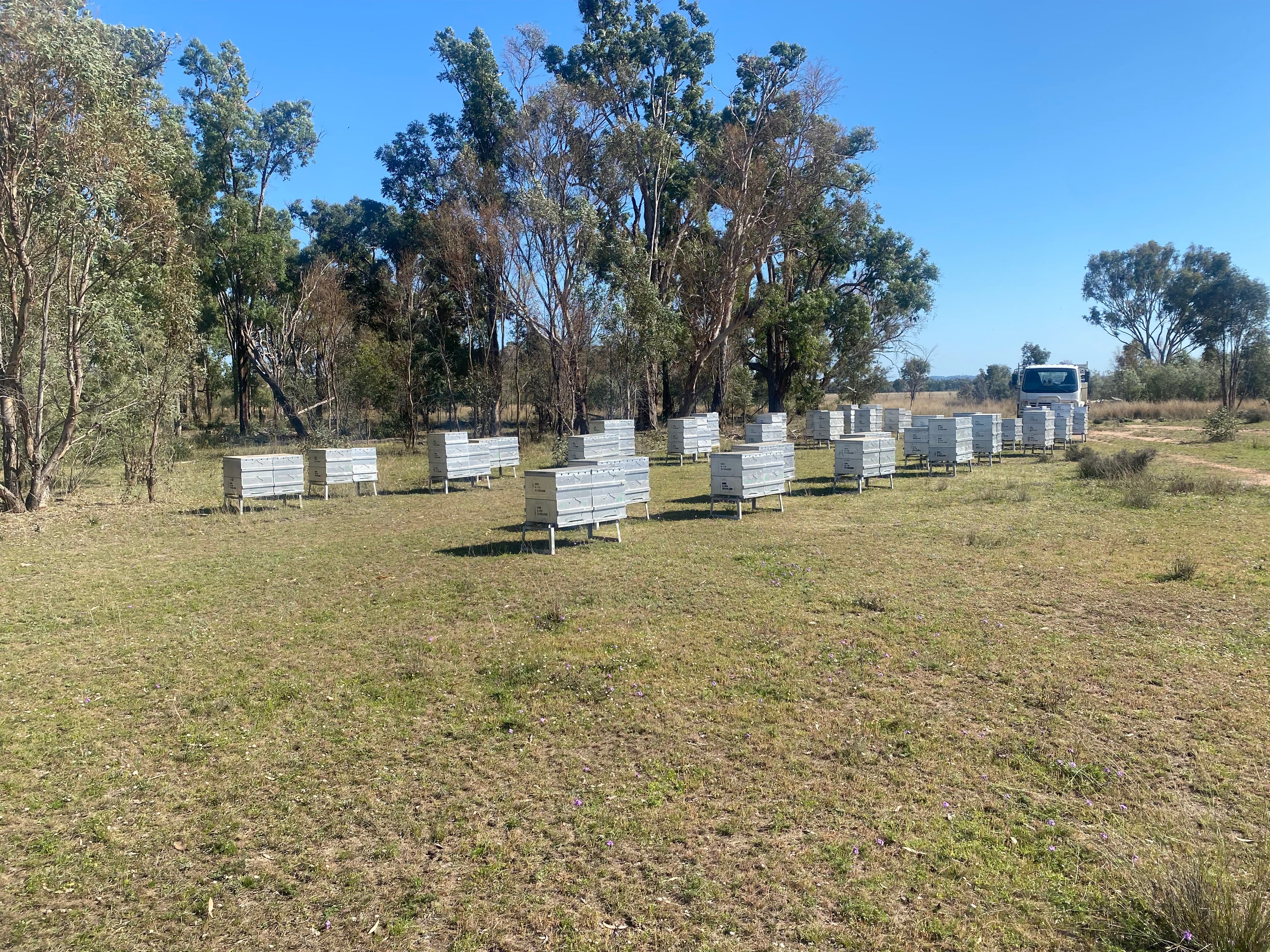 Empowering Australia’s Passionate Beekeepers